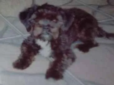 Cao Shitzu Pequeno 6-anos-Acima
