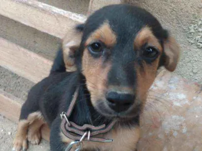 Cao Não sei Pequeno 2-a-6-meses