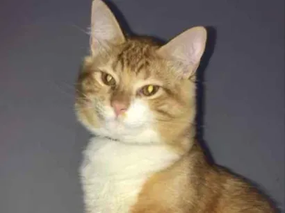 Gato SRD Medio 7-a-11-meses