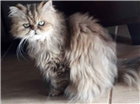 Gato Persa Medio 6-anos-Acima