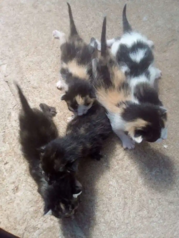 Adoção de Gato Itapeva/SP | Não possuem nomes  | Filhote | Raça Mestiços  | tamanho Pequeno | foto 2