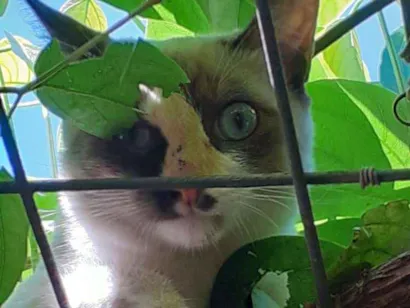 Gato Sem graça definida Medio 7-a-11-meses