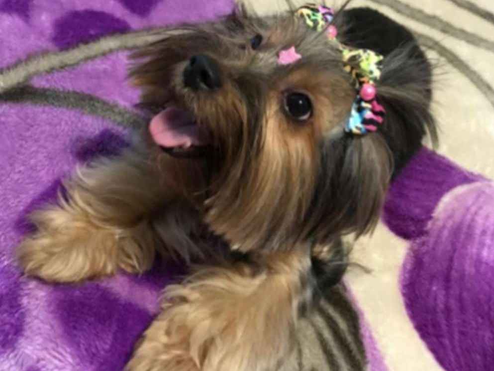 Princesa   perdida | foto 1