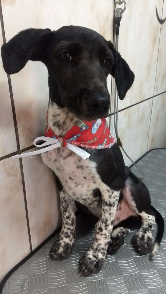 Drax  encontrado | foto 5