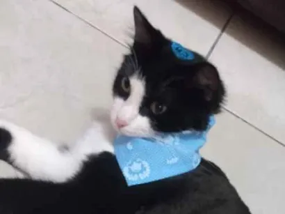 Gato Vira lata Medio 1-ano