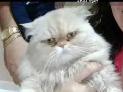 Gato Persa Grande 6-anos-Acima