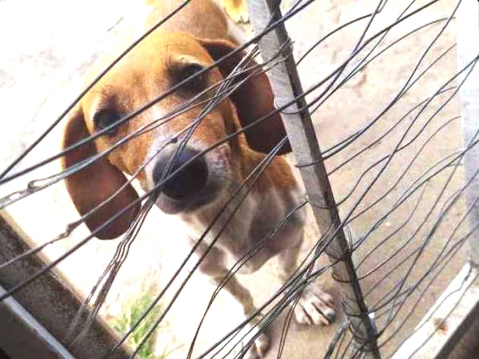 Adoção de Cachorro Porto Alegre/RS | Preta | 1 ano | Raça Srd | tamanho Médio