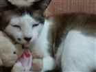 Gato Siamês com viralata  Medio 6-anos-Acima