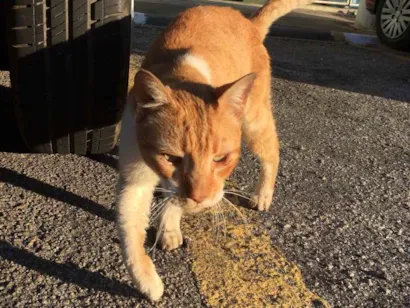 Gato não sei Pequeno  