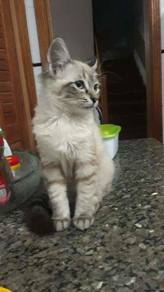 Nina  perdida | foto 6