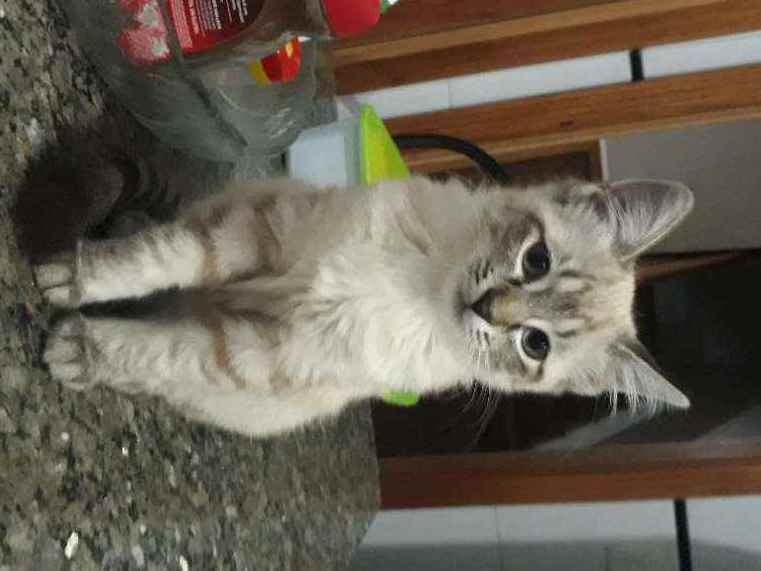 Nina  perdida | foto 10