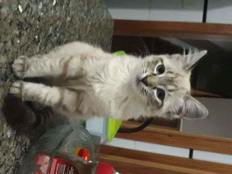 Nina  perdida | foto 11