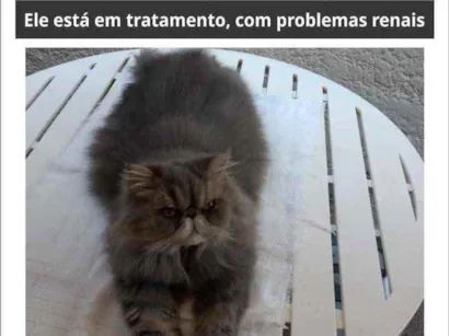 Gato Persa Pequeno 6-anos-Acima