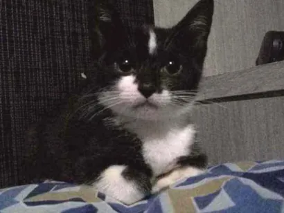 Gato Srd Pequeno 2-a-6-meses