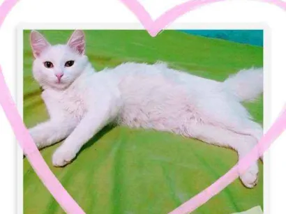 Gato Branca Medio 1-ano