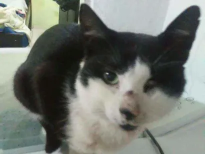 Gato  Medio  