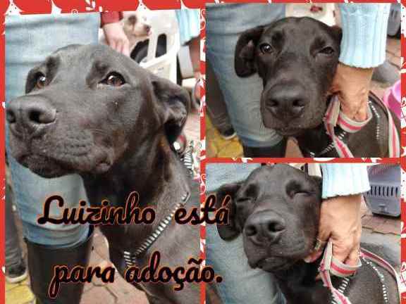 Adoção de Cachorro São Paulo/SP | Caranelo | 4 anos | Raça Poodle com cocker | tamanho Médio