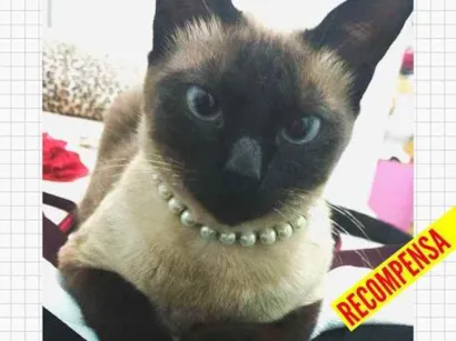 Gato Siamês (