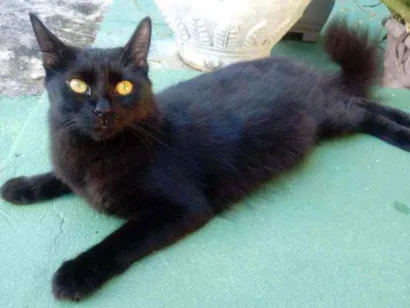Gato Vira lata Pequeno 1-ano