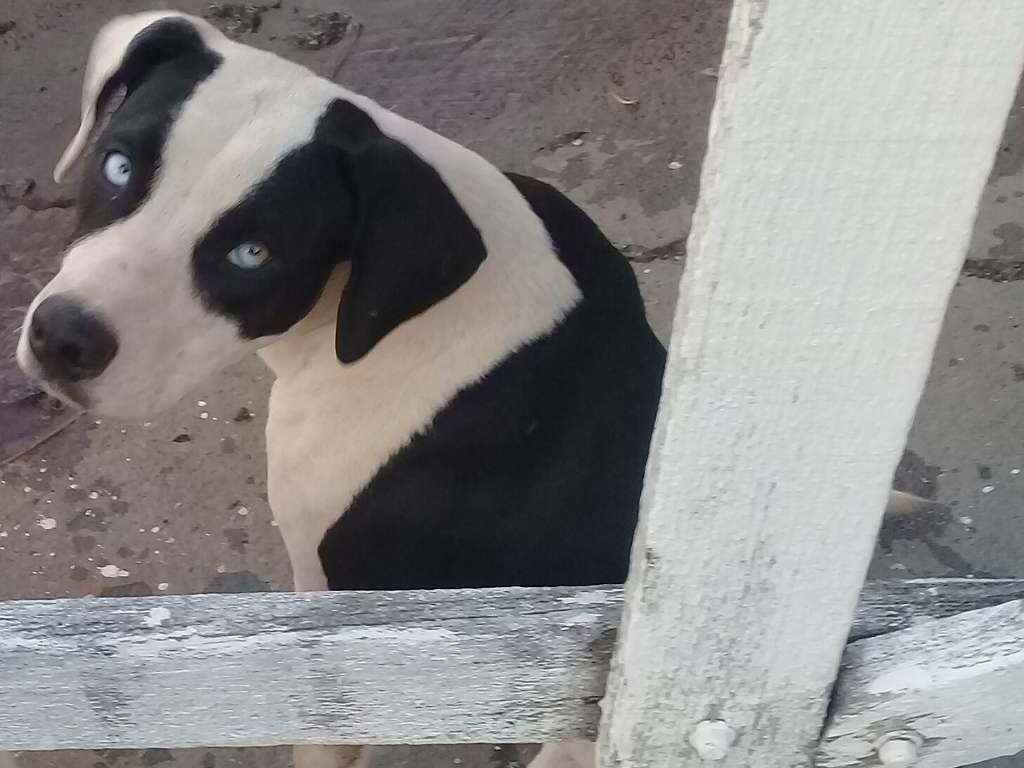 Procura cachorros perdidos em Araraquara/SP