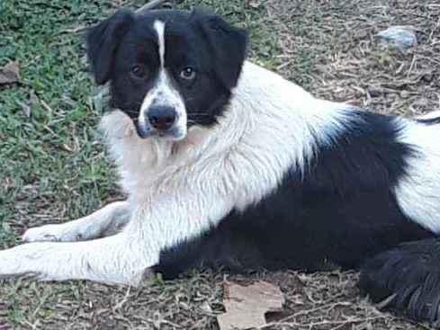Adoção de Cachorro Curitiba/PR | Pernalonga | 7 a 11 meses | Raça SRD (sem raça definida) | tamanho Médio