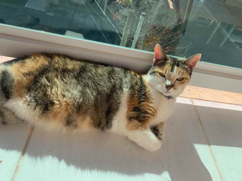 Nina   perdida | foto 2