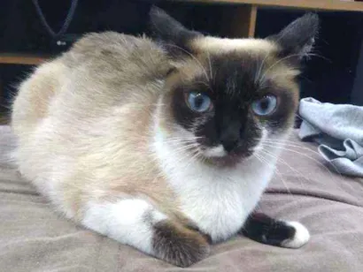 Gato Ciamesa Medio 2-anos