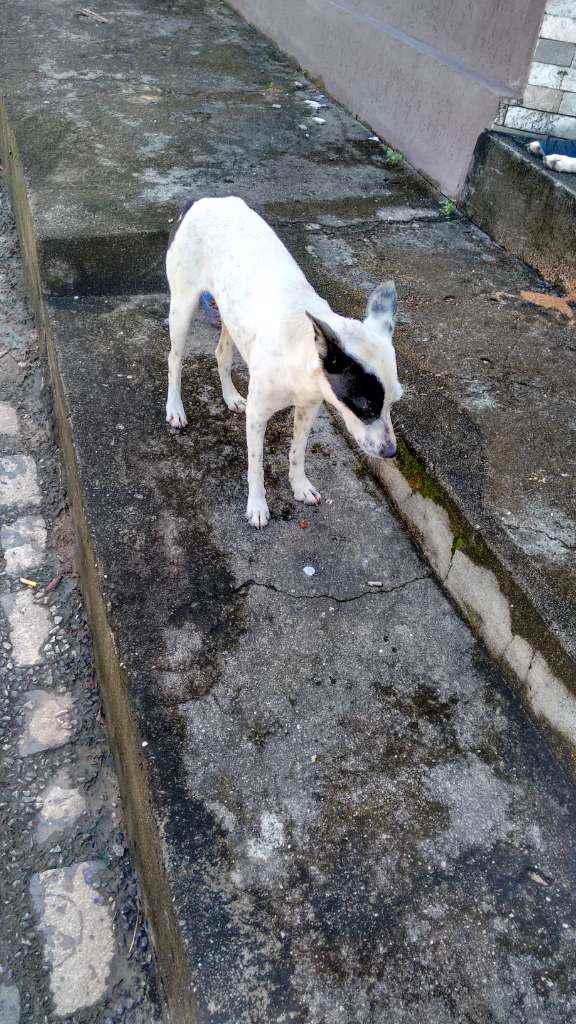 Adoção de Cachorro Natal/RN | Kira | 1 ano | Raça SRD | tamanho Pequeno - 165687 Adoção de Cachorro Natal/RN | Kira | 1 ano | Raça SRD | tamanho Pequeno - 165687