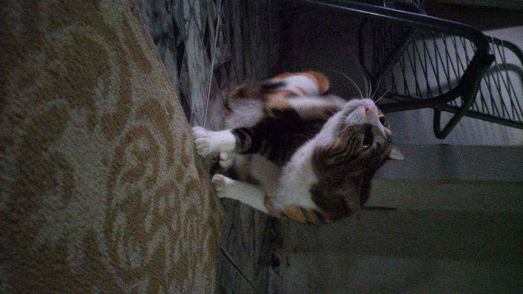 Mabel  perdida | foto 2