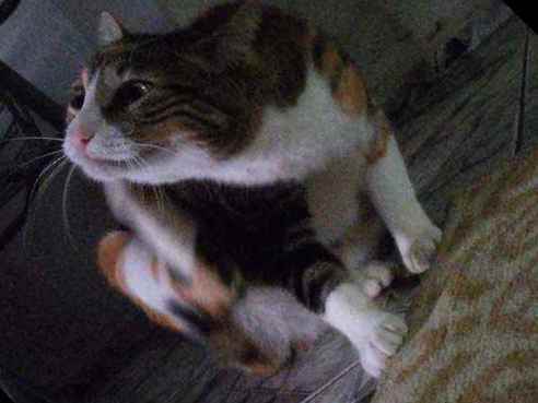 Mabel  perdida | foto 3