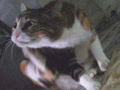 Gato  Medio 2-anos