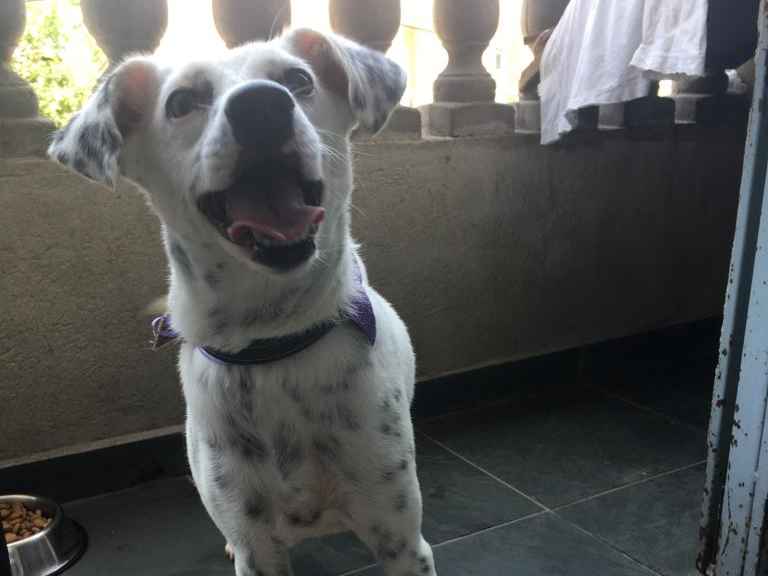 Adoção de Cachorro São Paulo/SP | Duda | 2 anos | Raça Poodle | tamanho Médio