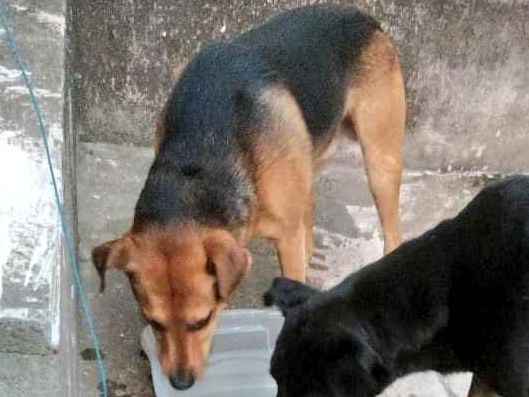 Adoção de Cachorro Taboão da Serra/SP | Belinha | 4 anos | Raça Srd | tamanho Médio