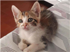 Gato Indefinido Pequeno Abaixo-de-2-meses