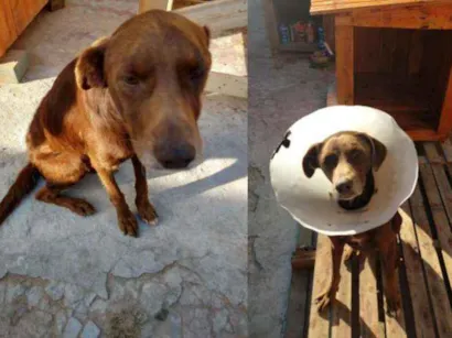 Cao Vira lata com labrador Grande 6-anos-Acima