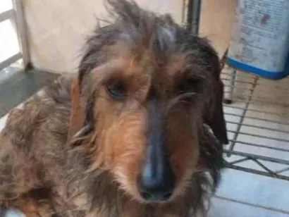Cao Dachshund pelo duro Pequeno 3-anos