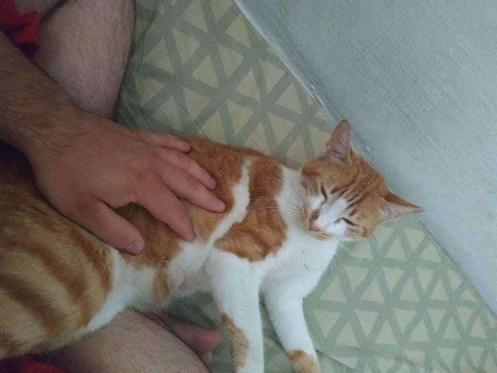 Kakaroto  perdido | foto 3