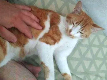 Gato Não sei Medio 2-anos