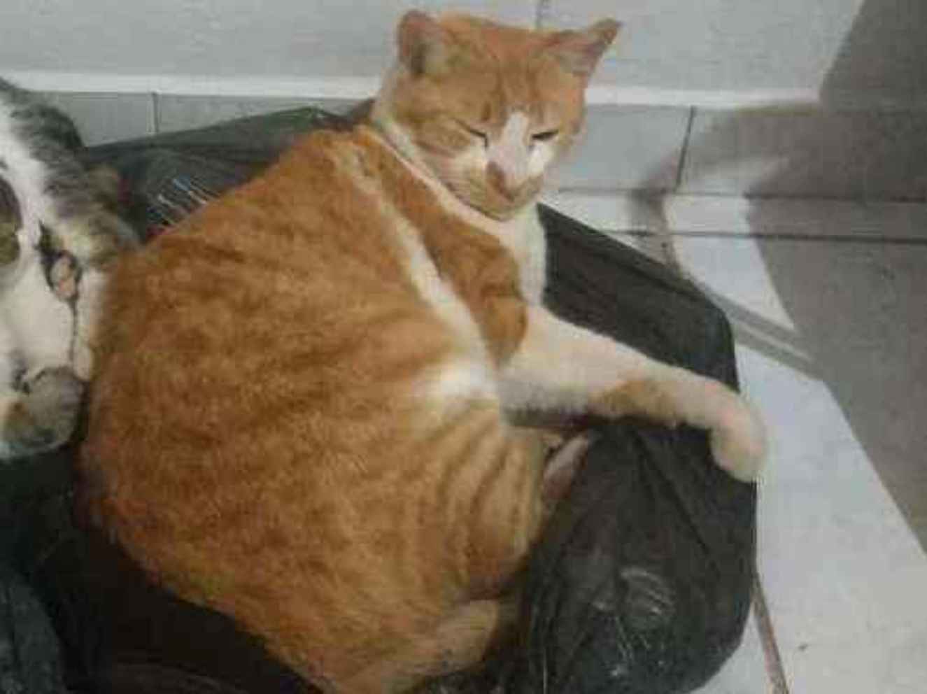 Kakaroto  perdido | foto 4