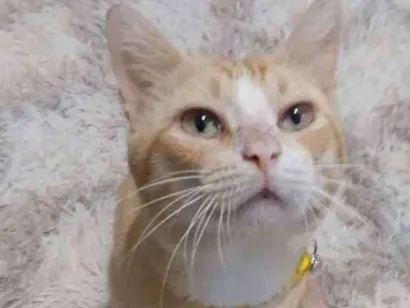 Gato SRD Medio 3-anos