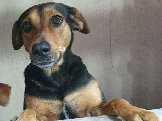 Procura-se esse Cachorro São Paulo/SP | Kira  | 4 anos | Raça Vira-lata aparência Rottweiler | tamanho Médio