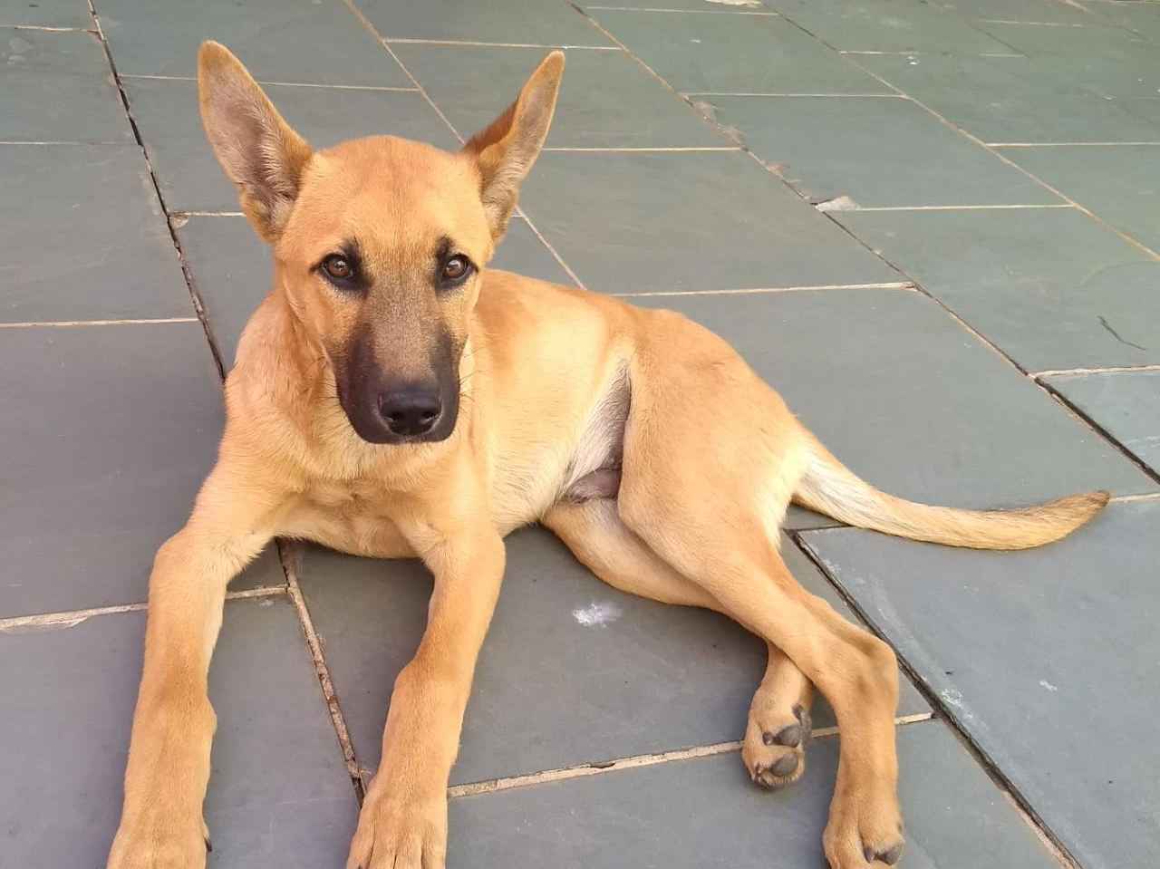 Adoção de Cachorro Bragança Paulista/SP | Cachorrinha | 6 anos Acima | Raça  | tamanho Pequeno