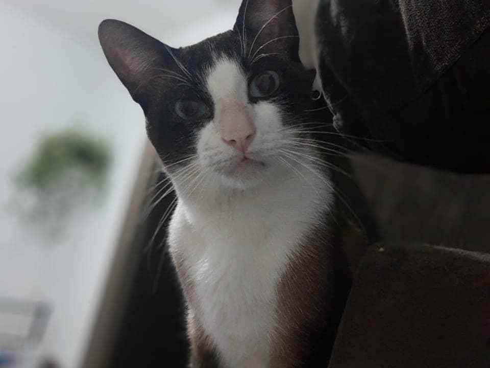 Donatello  perdido | foto 3