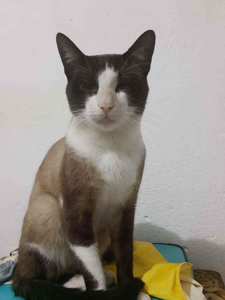 Donatello  perdido | foto 4