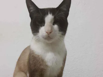 Gato Mistura de siamês Medio 2-anos