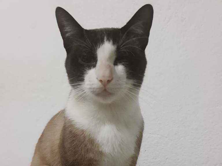 Donatello  perdido | foto 5
