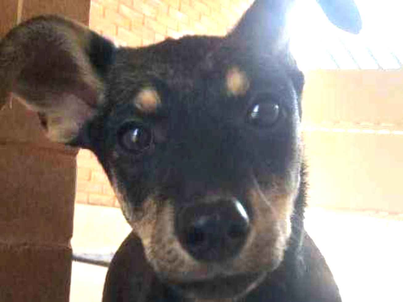 Adoção de Cachorro São Paulo/SP | Não tem nome  | 2 a 6 meses | Raça SRD | tamanho Pequeno