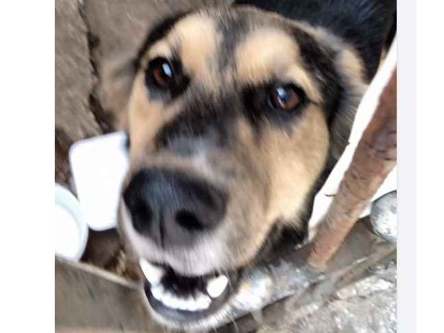 Adoção de Cachorro São Paulo/SP | Macho | 2 a 6 meses | Raça SRD-ViraLata | tamanho Médio