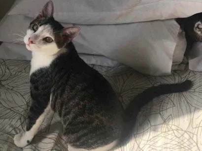 Gato Vira lata Medio 2-a-6-meses