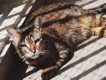 Gato SRD Medio 6-anos-Acima